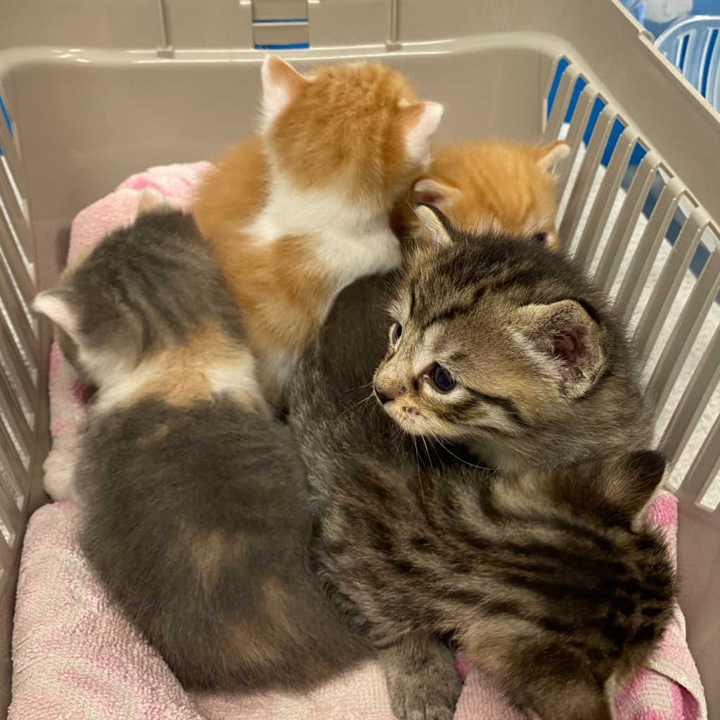 Central New Farm Veterinary surgery kittens